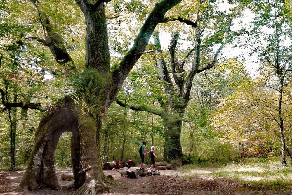 niñas en un bosque de robles